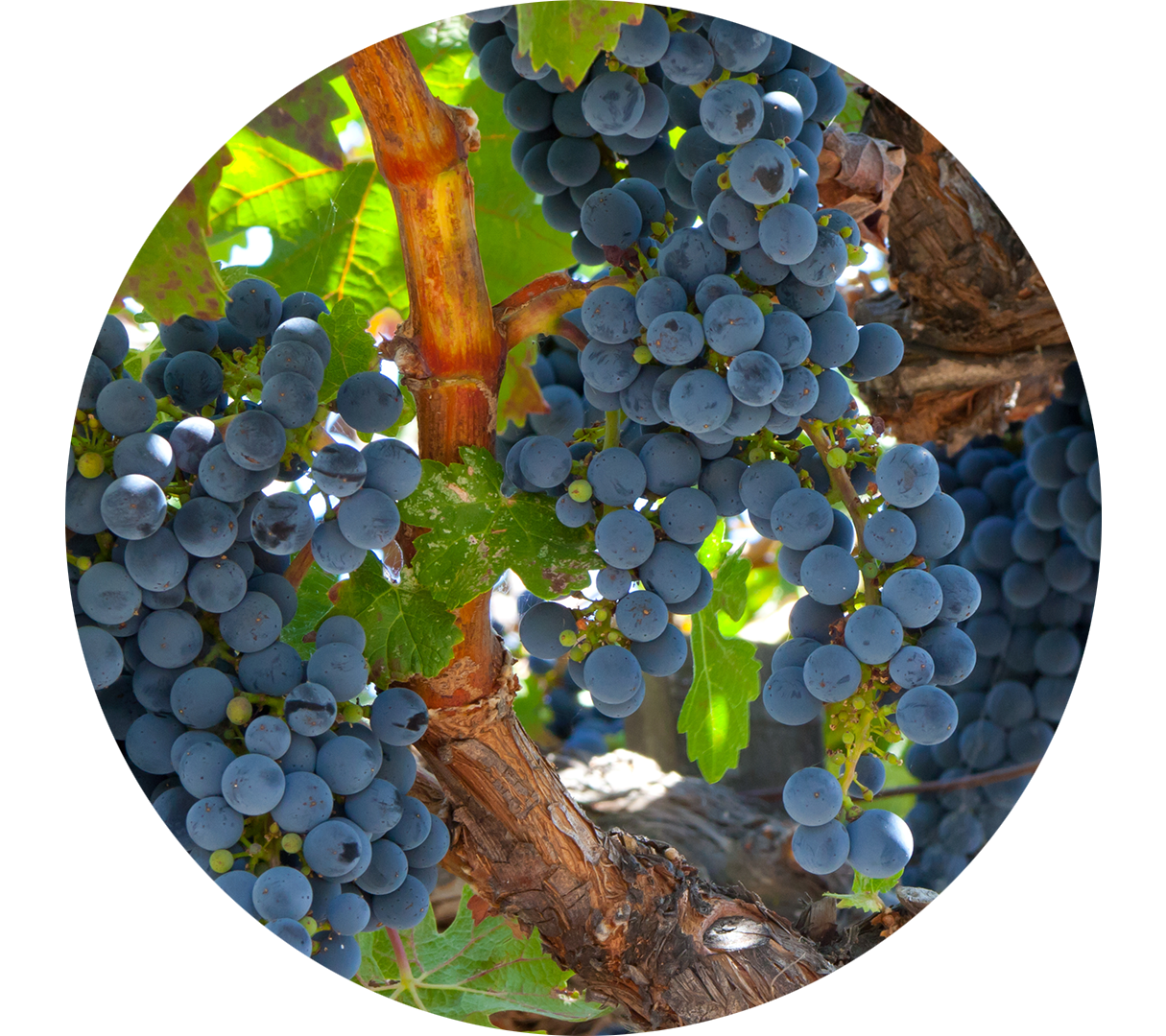 Un collaborateur de Vina Raurica enthousiaste au travail dans une cave à vin.
